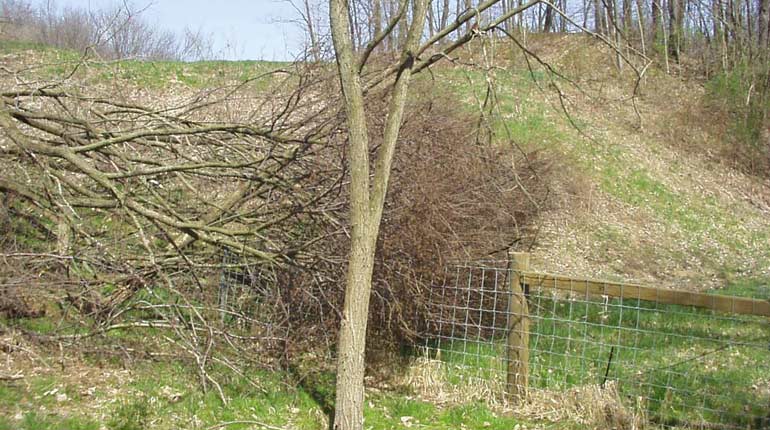 Dam VIII-D Tree Removal